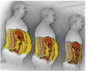 cortisol and abdominal fat pic e1612459665312