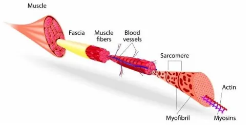 Sarcomeres and Muscle Contraction