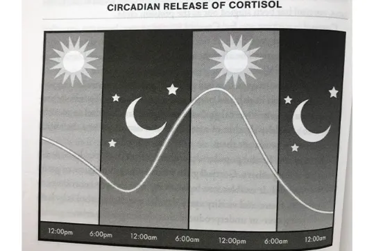 Circadian Release of Cortisol