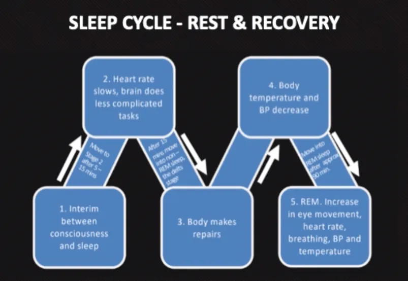 Sleep Cycle Rest Recovery